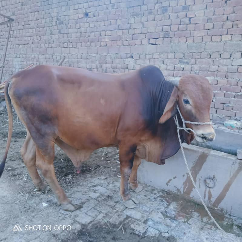 washa for Bakra eid 2