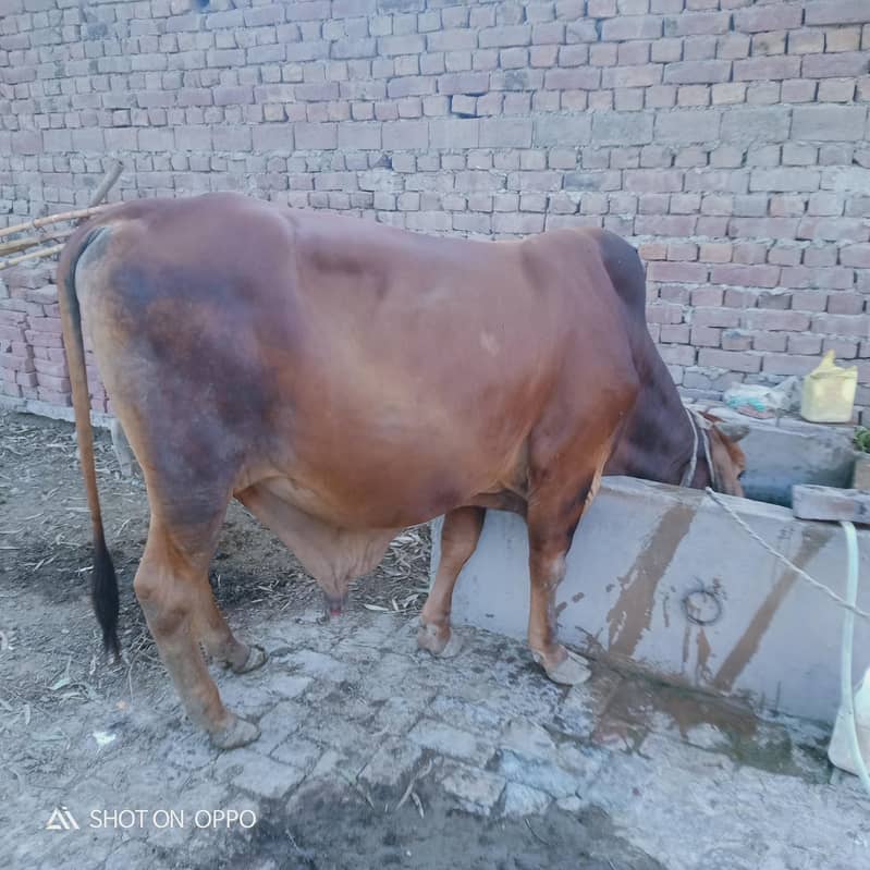 washa for Bakra eid 3