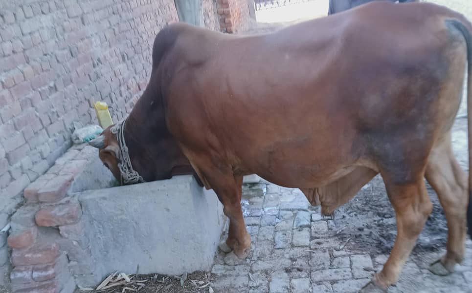 washa for Bakra eid 4