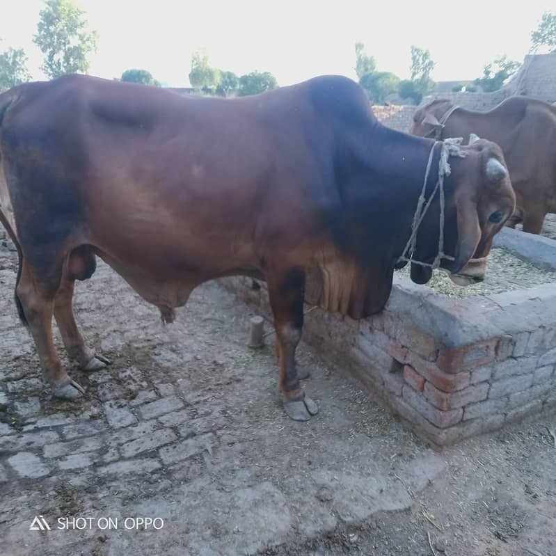 washa for Bakra eid 5