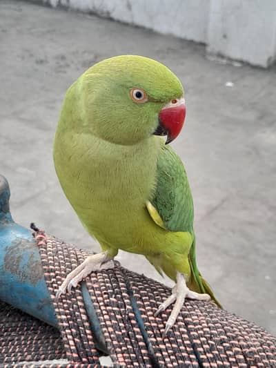 mitho for sale tame