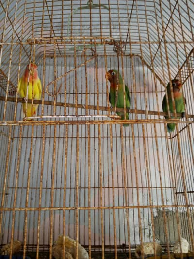 5 piars loti no and fishar or albino or cage ke Sath hai 5 khanon ka
