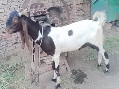Do dant hain sab