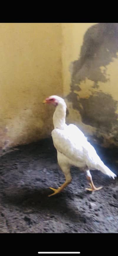 White Shamo chicks / One Month only chicks