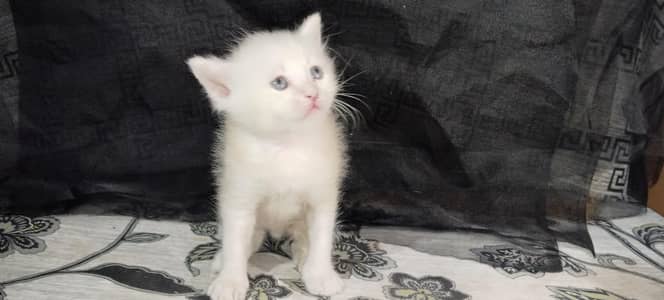 Parisian Kitten Available For Sale
