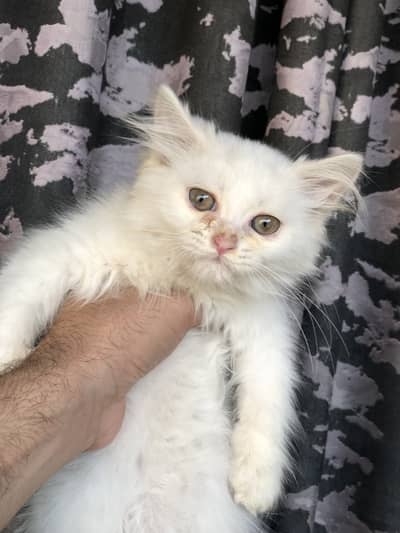 White Persian Kitten For Sale