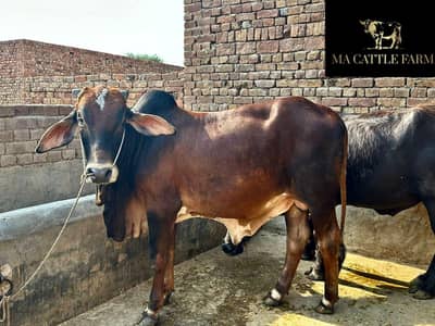 2 dand qurbani bull