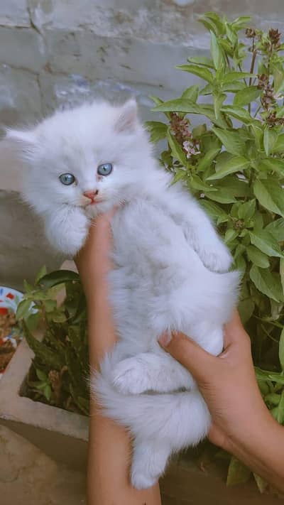 white cat baby triple code blue eyes . . . .