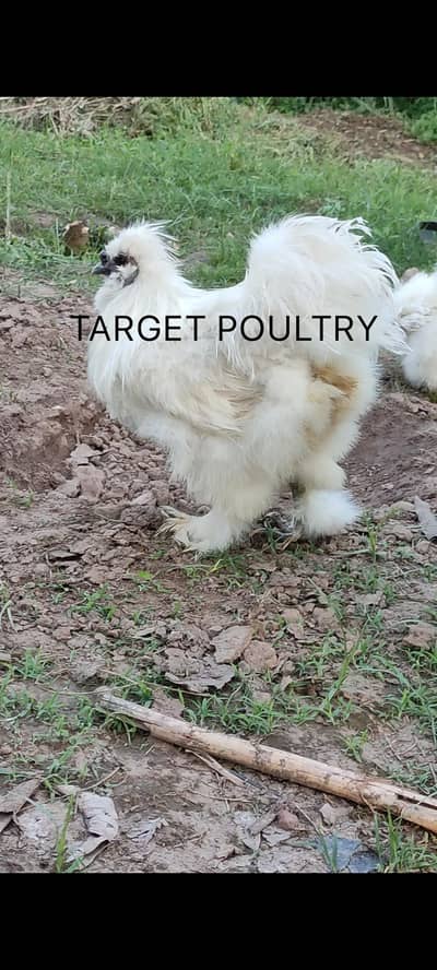 White Silkie