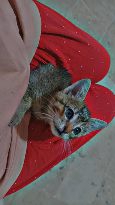 male kitten for adoption