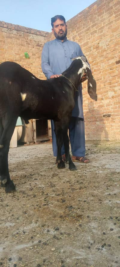 Kala dibba bakra bahut acchi nasal mein bhi tal p ure 03 25 651 2525