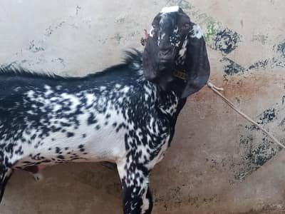 2 dant Ando bakra price 120 hazar 30 kg