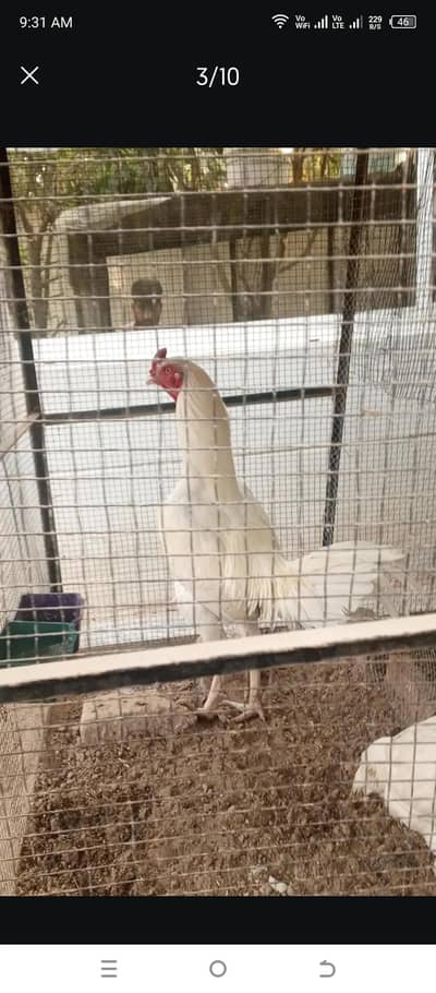 dragon chiks Turkish hint white chiks kurak murg parrot beak eggs