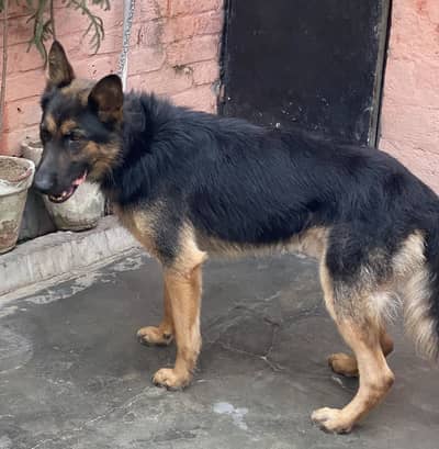 German shepherd