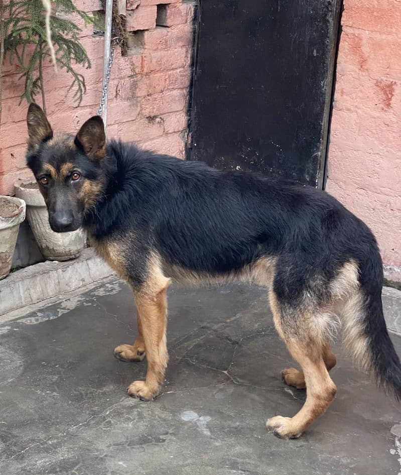 German shepherd 1