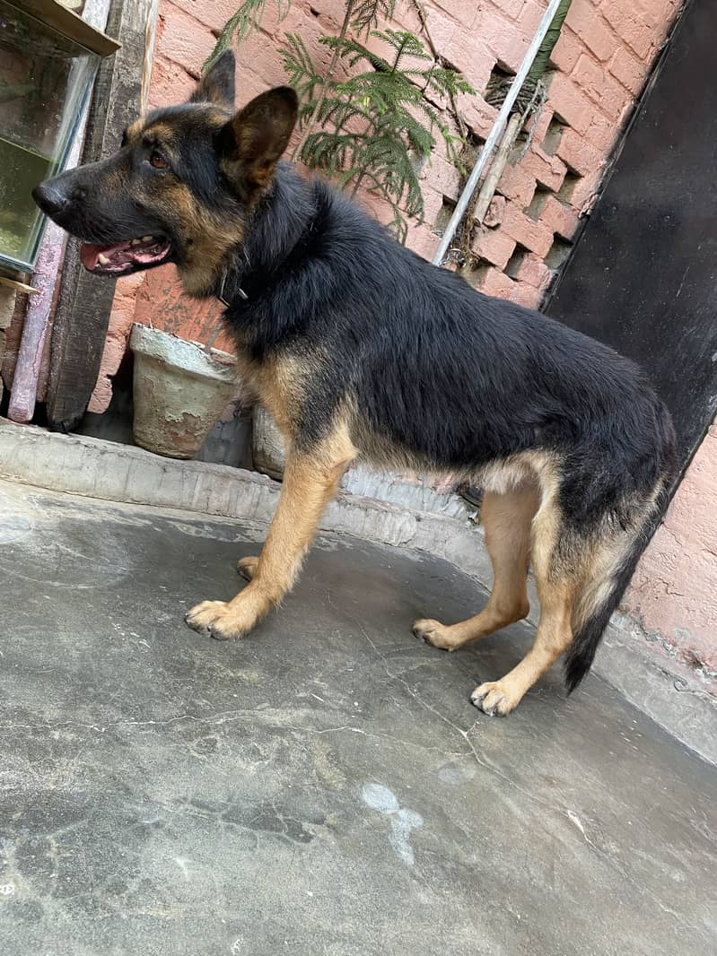German shepherd 2
