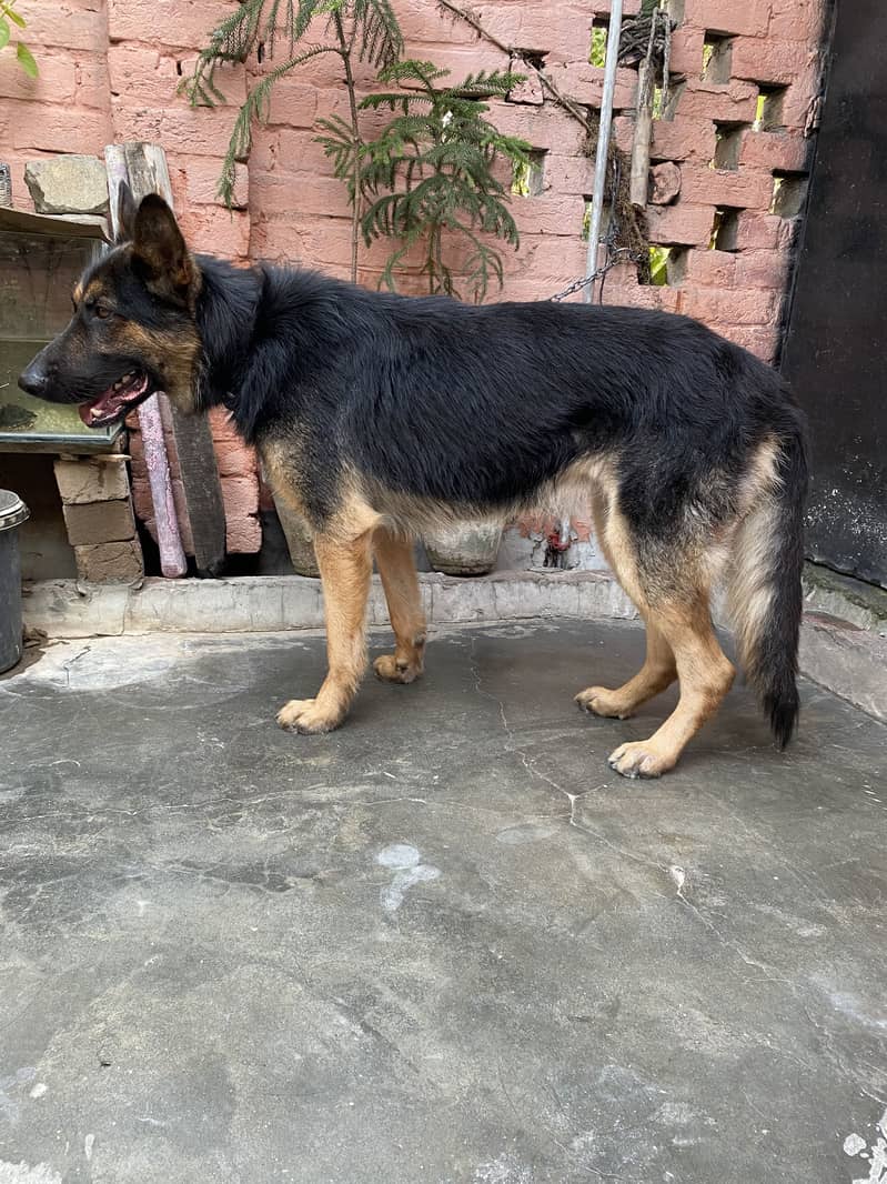 German shepherd 3