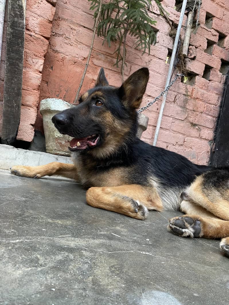 German shepherd 4