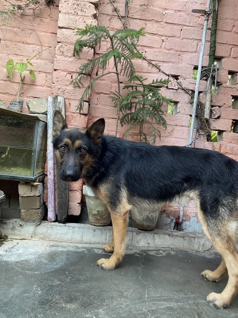 German shepherd 5