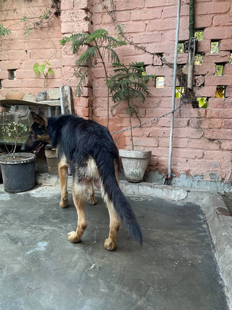 German shepherd 6