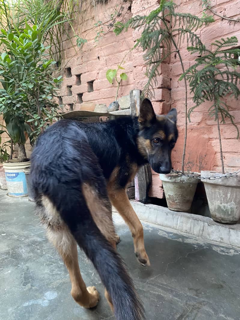 German shepherd 7