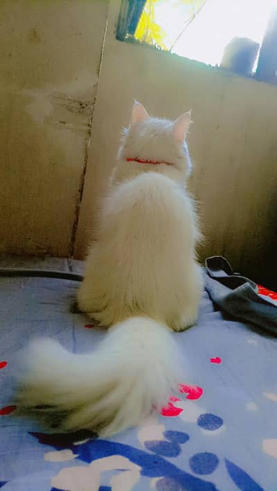 Pure Persian Female cat
