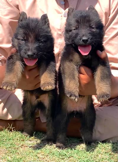 German Shepherd pair 2 month for sale cargo all Pakistan available