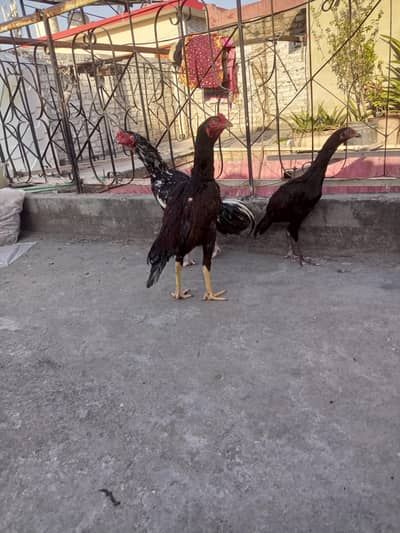 Aseel Miawali  lasani cross