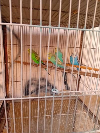 beautiful parrots