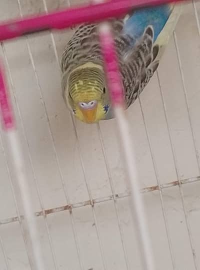 My favourite parrot