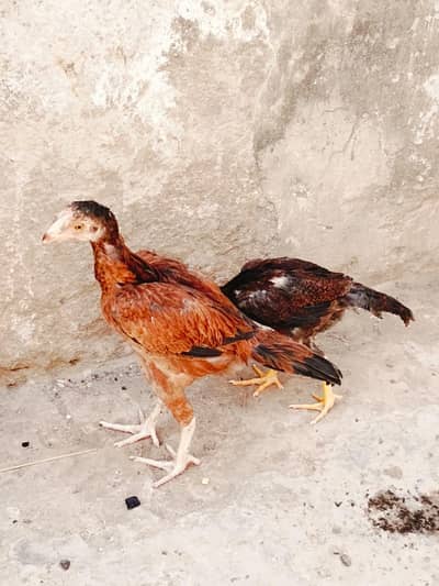Lasani female path bandgadi home breed