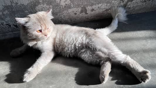 persian cat