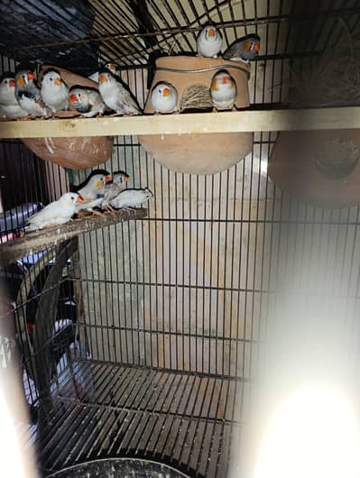 Breeder pairs zebra finches available for sale.