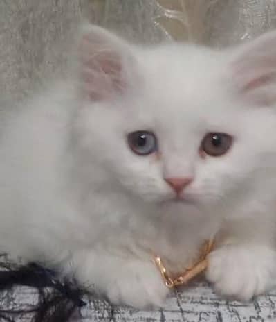 Persian Kitten