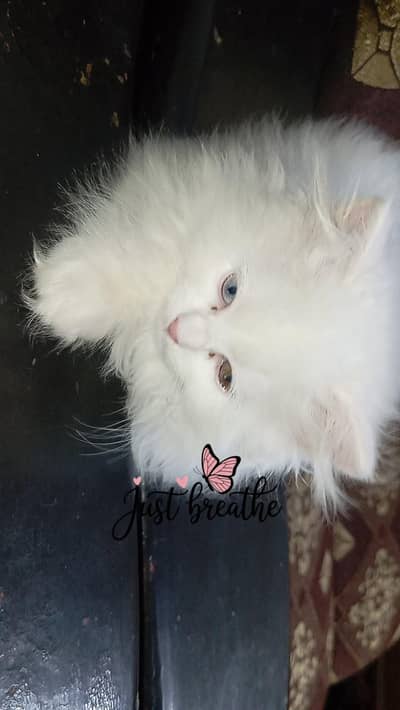 Persian Kitten