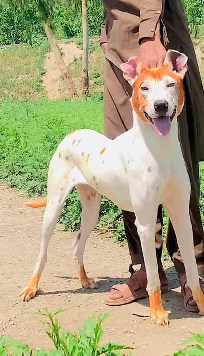 gultair female for sale