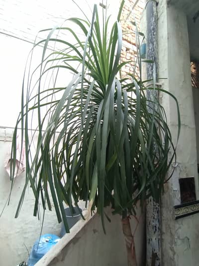 Ponytail Palm with Money Plant in Pot (Indoor Decorative)