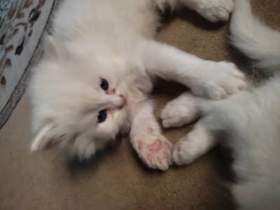 pure breed persian with odd eyes