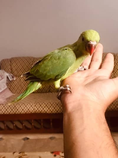healthy and active pair