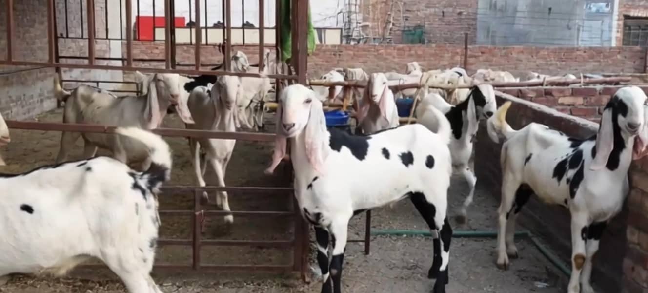 BAKRA 0