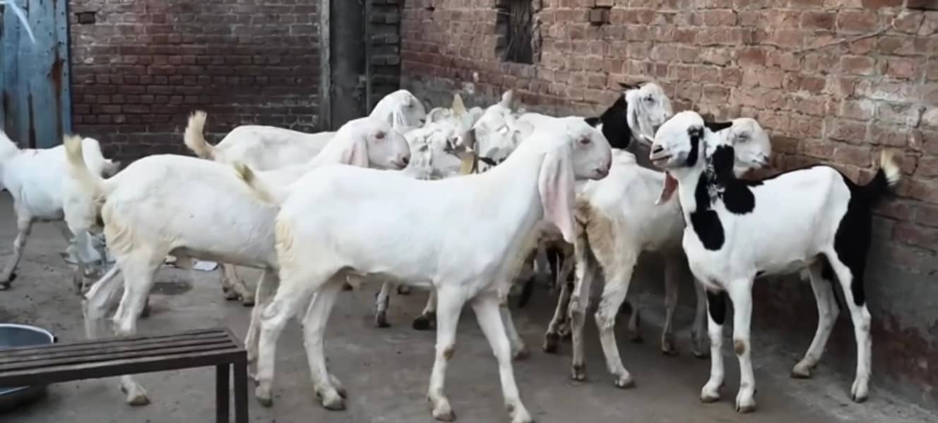 BAKRA 1