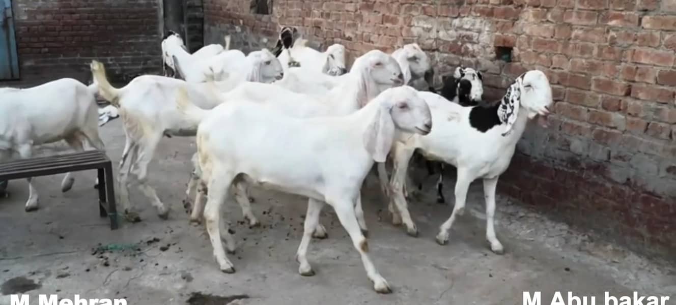 BAKRA 2