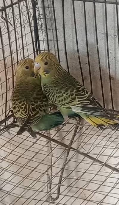 Budgies 1200