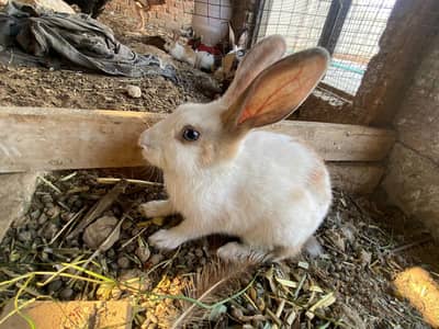 rabit