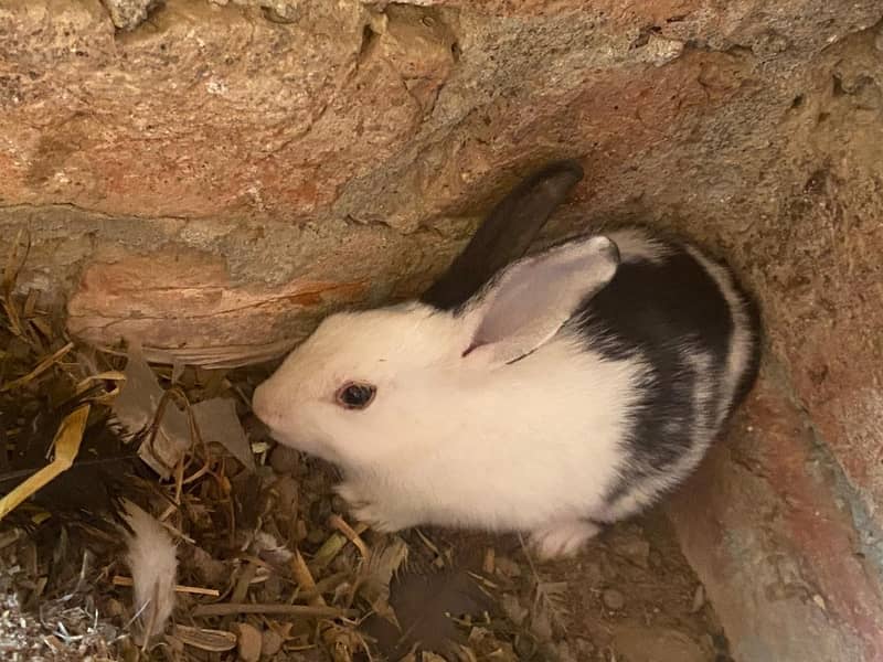 rabit 1