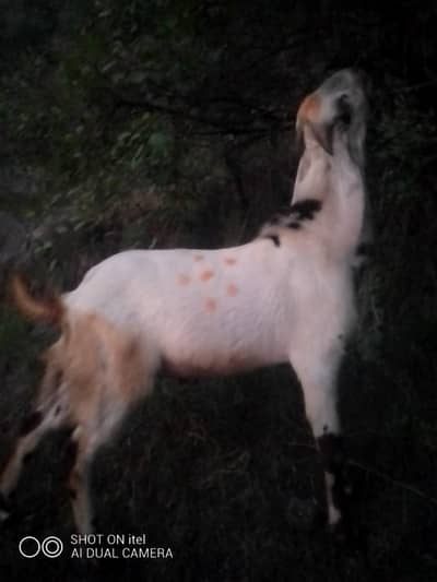 breeder bukra