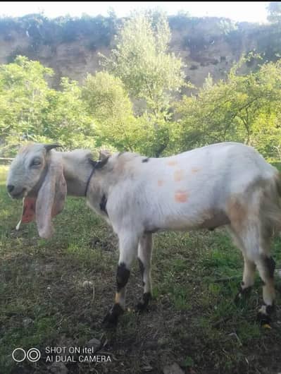breeder bukra
