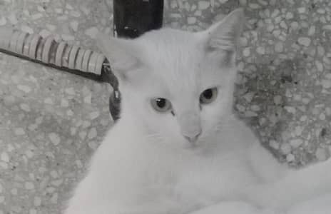 Persian Loving Friendly Mother Cat With 3 cute kitten