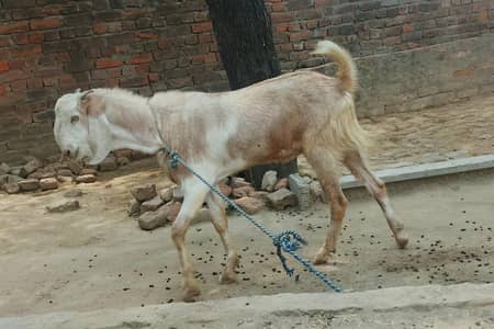 bakra