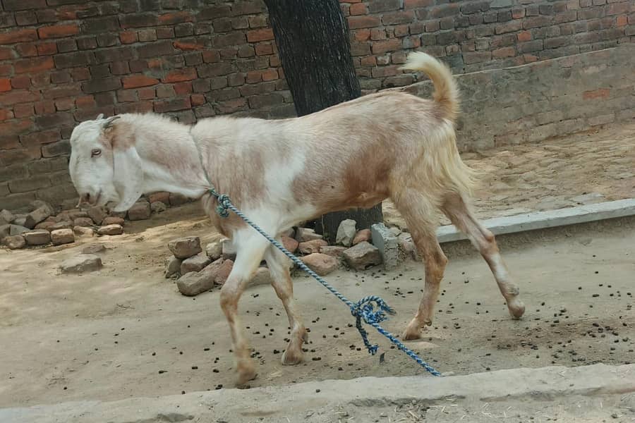 bakra 0